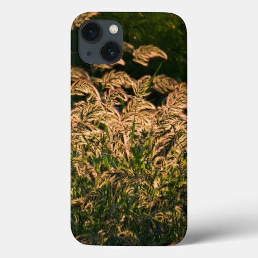 Wilde gier (Panicum Sp.) Teelt in wetland Case-Mate iPhone Case (Achterkant)
