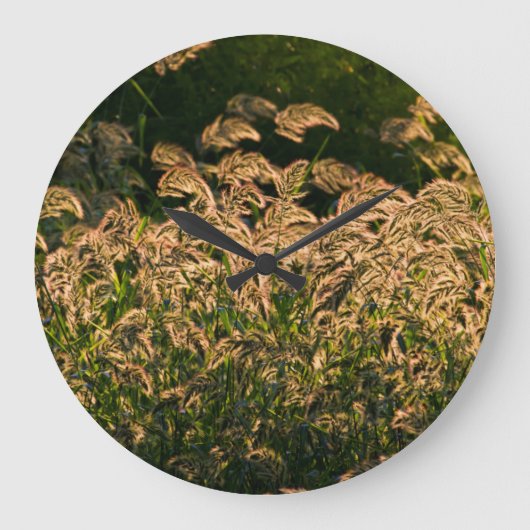 Wilde gier (Panicum Sp.) Teelt in wetland Grote Klok (Voorkant)