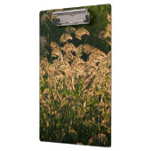 Wilde gier (Panicum Sp.) Teelt in wetland Klembord (Links)