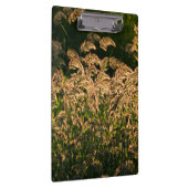 Wilde gier (Panicum Sp.) Teelt in wetland Klembord (Rechts)