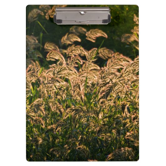 Wilde gier (Panicum Sp.) Teelt in wetland Klembord (Voorkant)