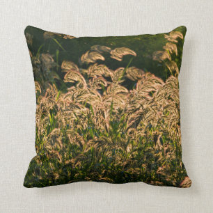 Wilde gier (Panicum Sp.) Teelt in wetland Kussen