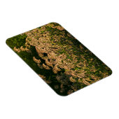 Wilde gier (Panicum Sp.) Teelt in wetland Magneet (Rechterzijde)