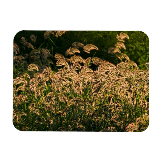 Wilde gier (Panicum Sp.) Teelt in wetland Magneet (Horizontaal)