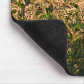 Wilde gier (Panicum Sp.) Teelt in wetland Muismat (Hoek)