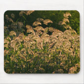 Wilde gier (Panicum Sp.) Teelt in wetland Muismat (Voorkant)