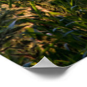 Wilde gier (Panicum Sp.) Teelt in wetland Poster (Hoek)