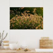 Wilde gier (Panicum Sp.) Teelt in wetland Poster (Keuken)