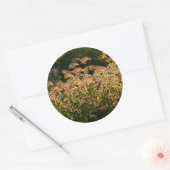 Wilde gier (Panicum Sp.) Teelt in wetland Ronde Sticker (Envelop)