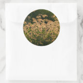 Wilde gier (Panicum Sp.) Teelt in wetland Ronde Sticker (Tas)