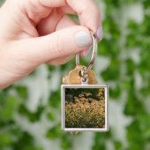 Wilde gier (Panicum Sp.) Teelt in wetland Sleutelhanger (Hand)