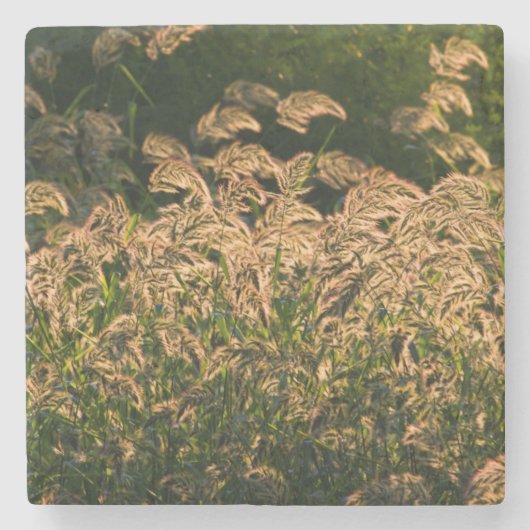 Wilde gier (Panicum Sp.) Teelt in wetland Stenen Onderzetter (Voorkant)