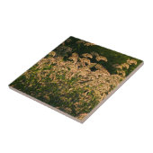 Wilde gier (Panicum Sp.) Teelt in wetland Tegeltje (Zijkant)