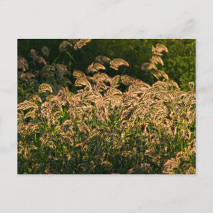 Wilde Gierst (Panicum Sp.) Groeiend In Wetland Briefkaart