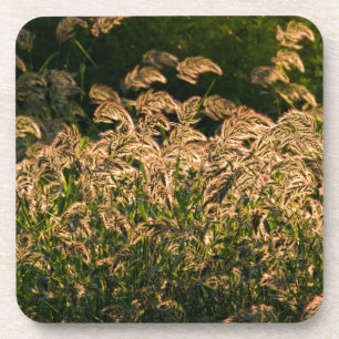 Wilde Gierst (Panicum Sp.) Groeiend In Wetland Drankjes Onderzetter