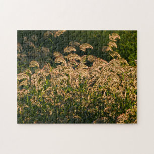 Wilde Gierst (Panicum Sp.) Groeiend In Wetland Legpuzzel