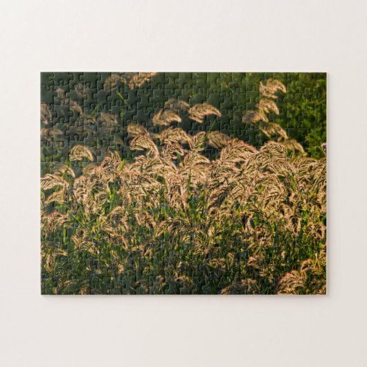 Wilde Gierst (Panicum Sp.) Groeiend In Wetland Legpuzzel (Horizontaal)
