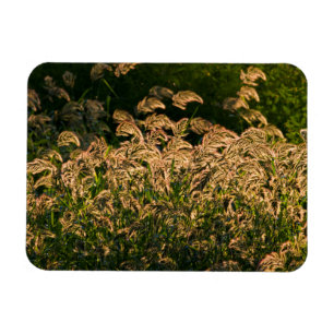 Wilde Gierst (Panicum Sp.) Groeiend In Wetland Magneet