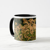 Wilde Gierst (Panicum Sp.) Groeiend In Wetland Mok (Voorkant links)