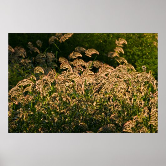 Wilde Gierst (Panicum Sp.) Groeiend In Wetland Poster (Voorkant)