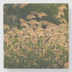 Wilde Gierst (Panicum Sp.) Groeiend In Wetland Stenen Onderzetter