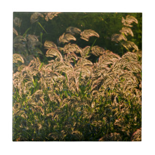 Wilde Gierst (Panicum Sp.) Groeiend In Wetland Tegeltje
