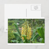 Wilde Ginger. Briefkaart (Voorkant / Achterkant)