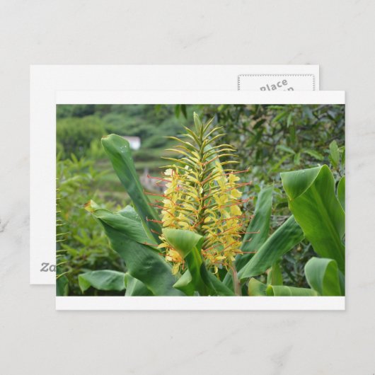 Wilde Ginger. Briefkaart (Voorkant / Achterkant)