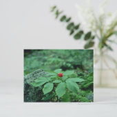 Wilde ginseng (Panax Quinquefolius) bloemen Briefkaart (Staand voorkant)