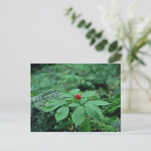 Wilde ginseng (Panax Quinquefolius) bloemen Briefkaart (Staand voorkant)