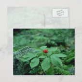 Wilde ginseng (Panax Quinquefolius) bloemen Briefkaart (Voorkant / Achterkant)