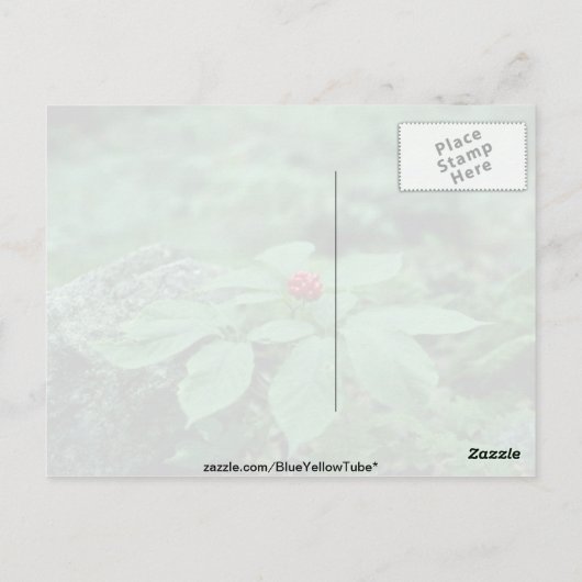 Wilde ginseng (Panax Quinquefolius) bloemen Briefkaart (Achterkant)