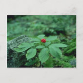 Wilde ginseng (Panax Quinquefolius) bloemen Briefkaart (Voorkant)