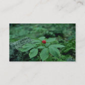 Wilde ginseng (Panax Quinquefolius) bloemen Visitekaartje (Achterkant)