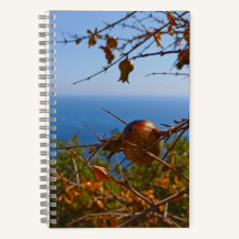 Wilde Granaatappel Zonnig Montenegro Zomer
