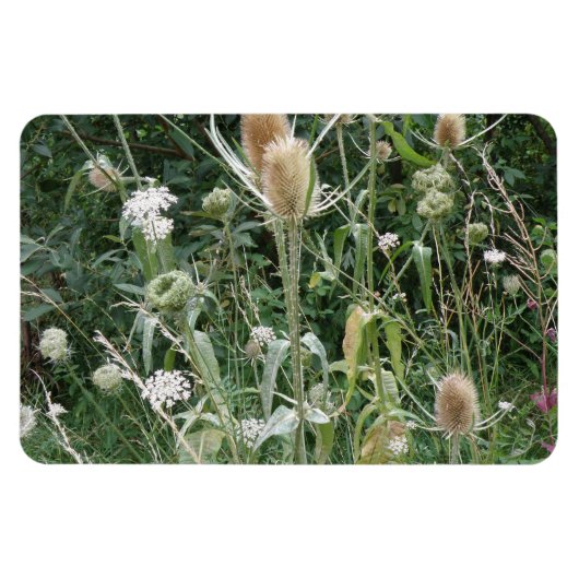 Wilde grassen Premium Magnet Magneet (Horizontaal)