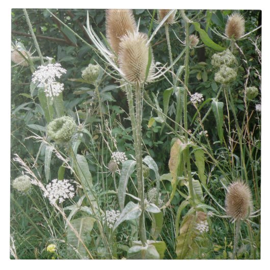 Wilde grassen Tile Tegeltje (Voorkant)