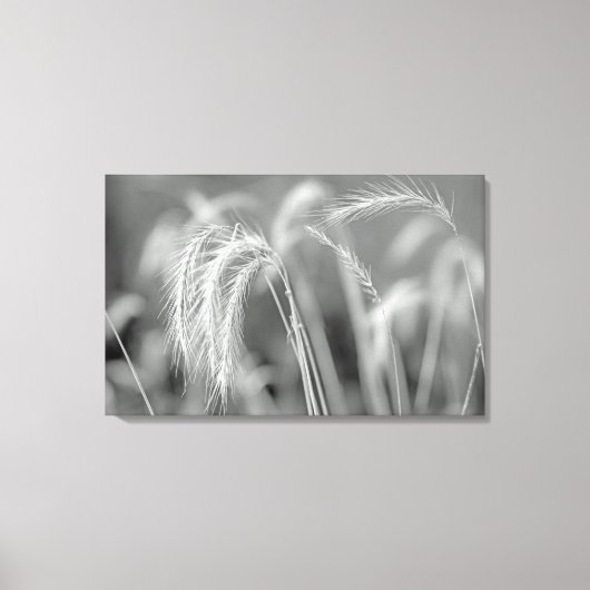 Wilde grassen - zwart en wit canvas afdruk (Voorkant)