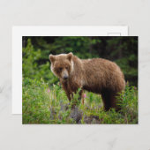 Wilde Grizzlybären in Alaska Briefkaart (Voorkant / Achterkant)