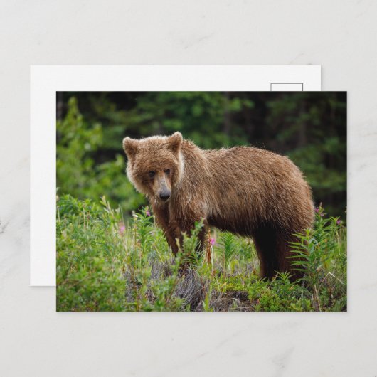 Wilde Grizzlybären in Alaska Briefkaart (Voorkant / Achterkant)