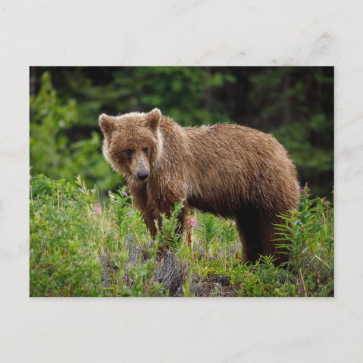 Wilde Grizzlybären in Alaska Briefkaart (Voorkant)