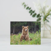 Wilde Grizzlybären in Alaska Postkarte Briefkaart (Staand voorkant)
