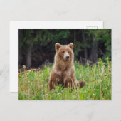 Wilde Grizzlybären in Alaska Postkarte Briefkaart (Voorkant / Achterkant)