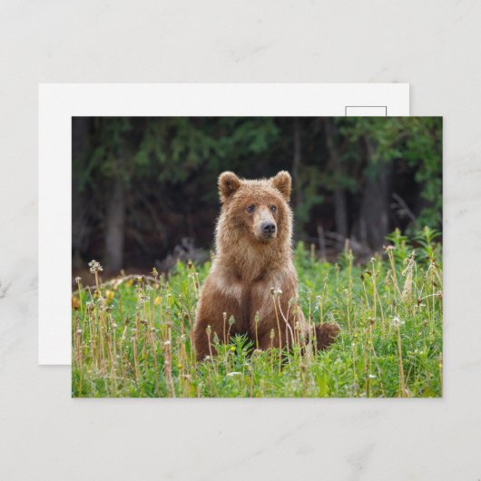Wilde Grizzlybären in Alaska Postkarte Briefkaart (Voorkant / Achterkant)