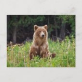 Wilde Grizzlybären in Alaska Postkarte Briefkaart (Voorkant)