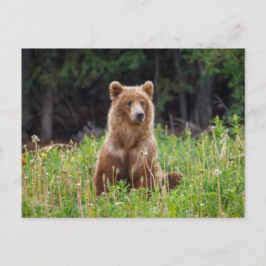 Wilde Grizzlybären in Alaska Postkarte Briefkaart (Voorkant)