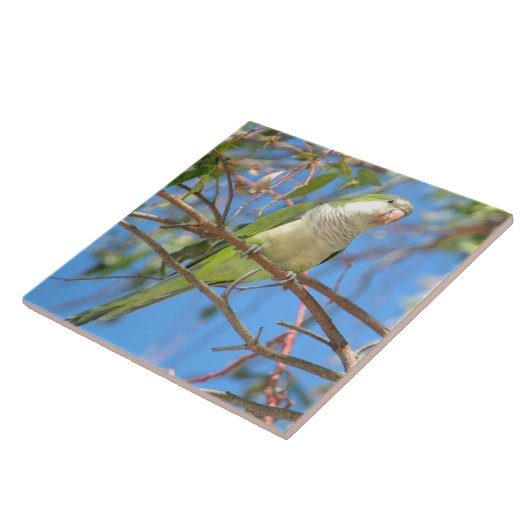 Wilde groene Quaker Parrot Tile Tegeltje (Zijkant)