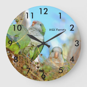 Wilde groene Quaker Parrots Wall Clock Grote Klok