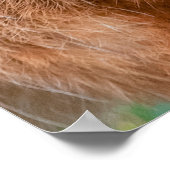 Wilde haas die in het Verenigd Koninkrijk gras eet Poster (Hoek)