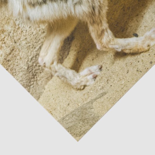 wilde heksenvos tissuepapier (Detail)